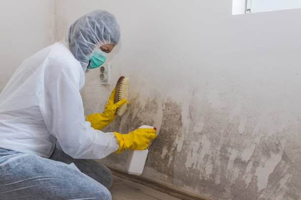 Best Crawl Space Mold Remediation  in Petersburg, MI