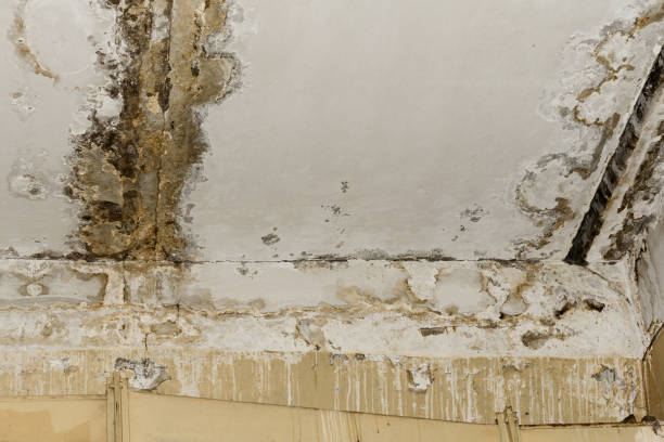 Best Mold Prevention Services  in Petersburg, MI