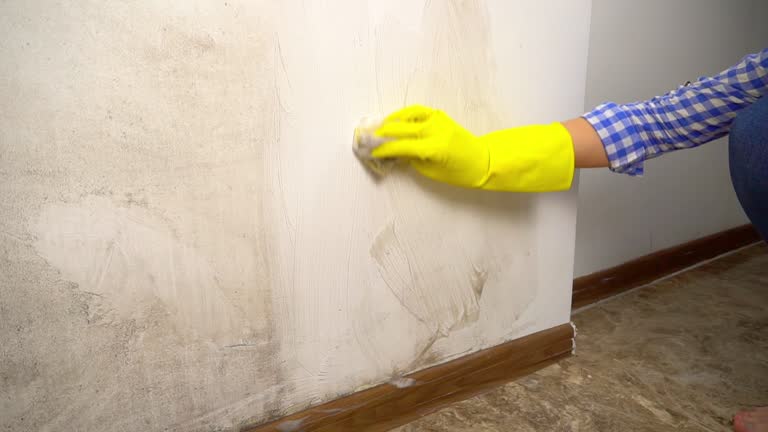 Best Commercial Mold Inspection  in Petersburg, MI