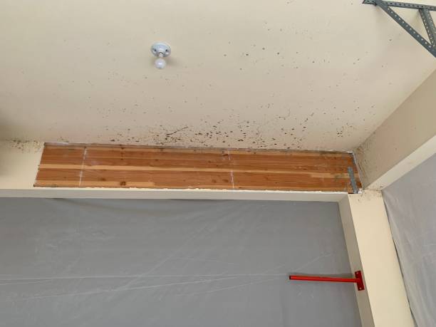 Best Residential Mold Inspection & Testing  in Petersburg, MI