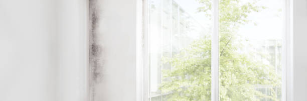 Petersburg, MI Mold Removal Company